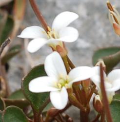 Cardamine glara. Flowers.
 Image: P.B. Heenan © Landcare Research 2019 CC BY 3.0 NZ